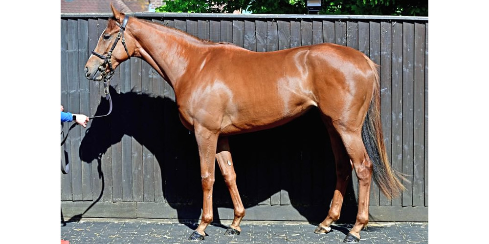 Filly shares available